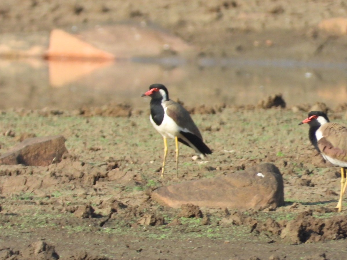 Red-wattled Lapwing - ML545933481