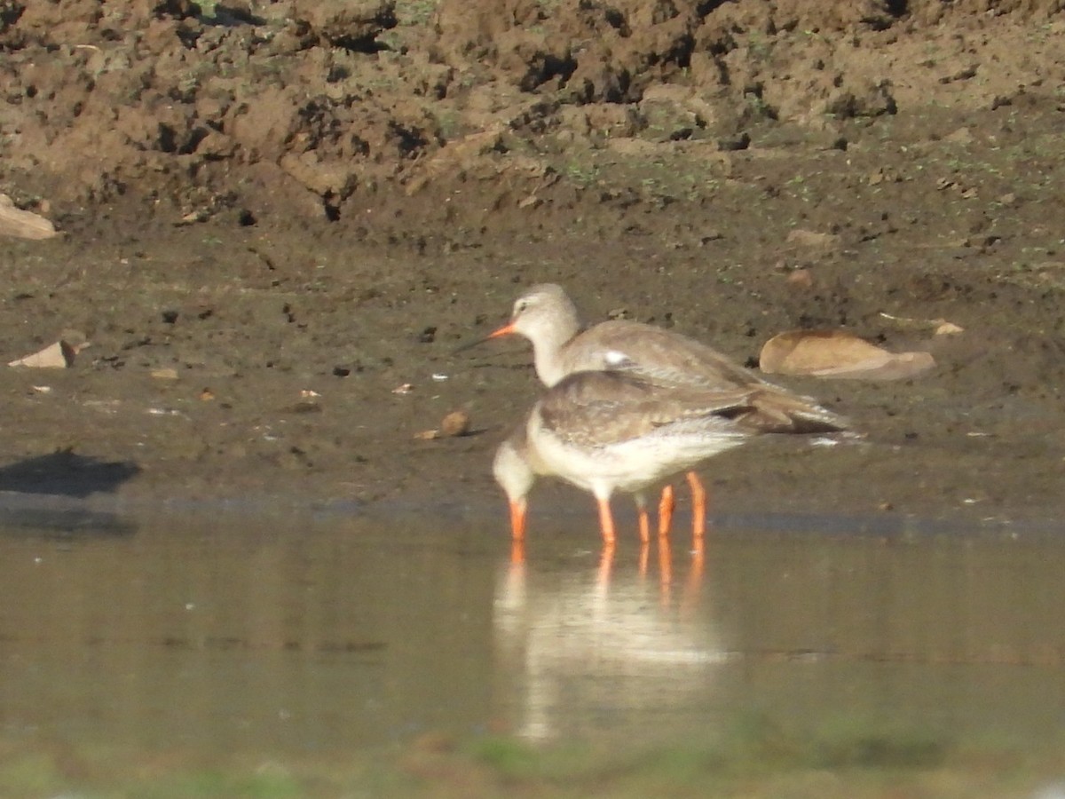 Spotted Redshank - ML545934191