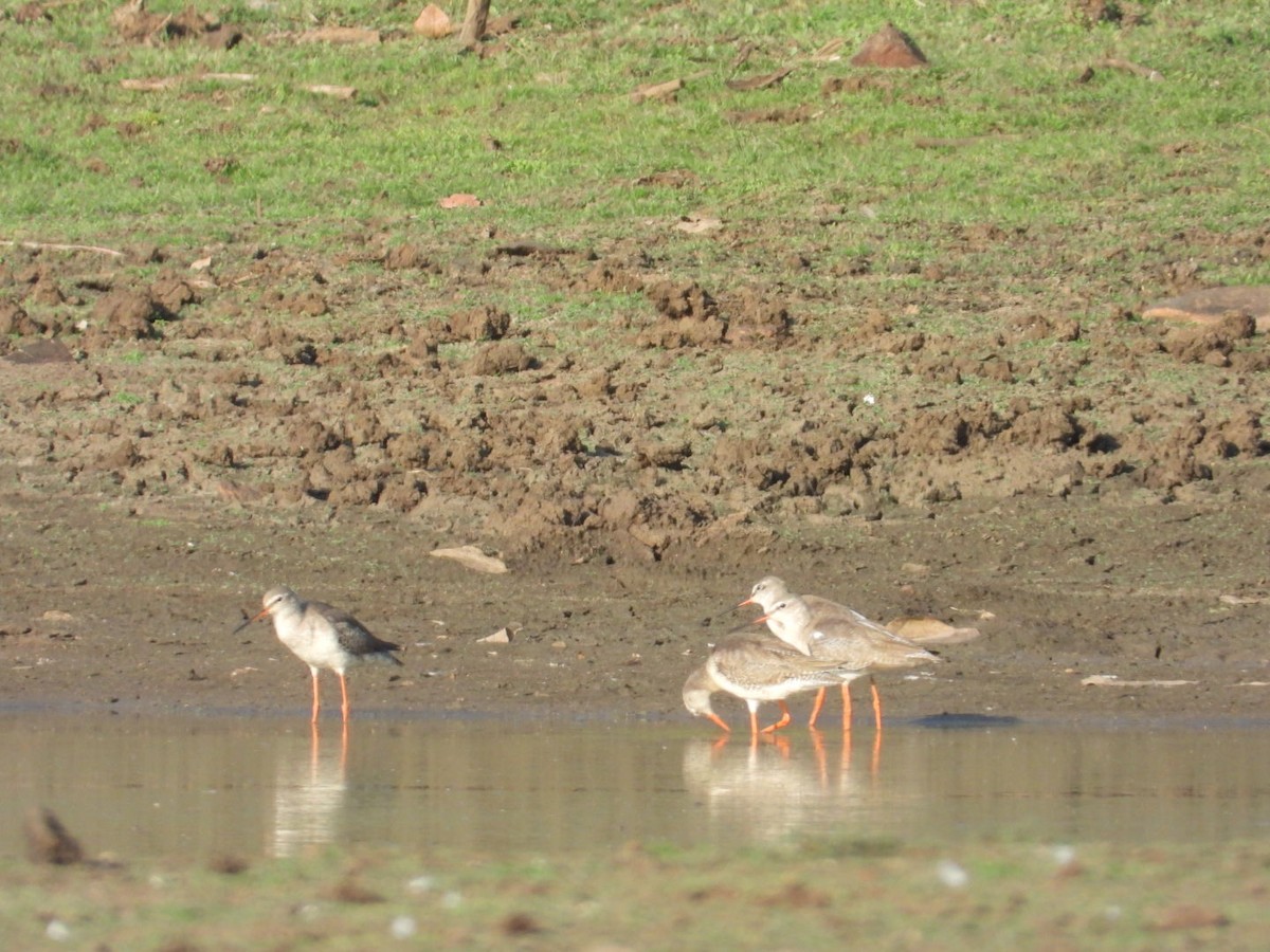 Spotted Redshank - ML545934211