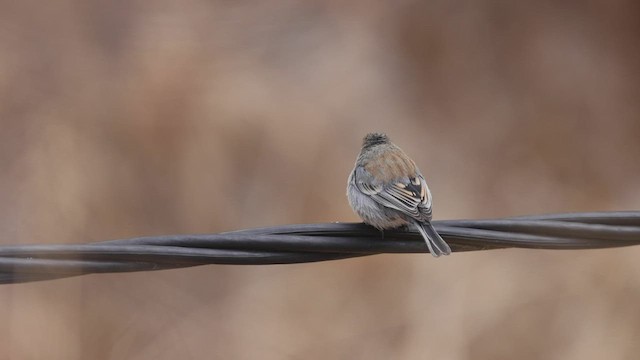 Band-tailed Seedeater - ML545934711