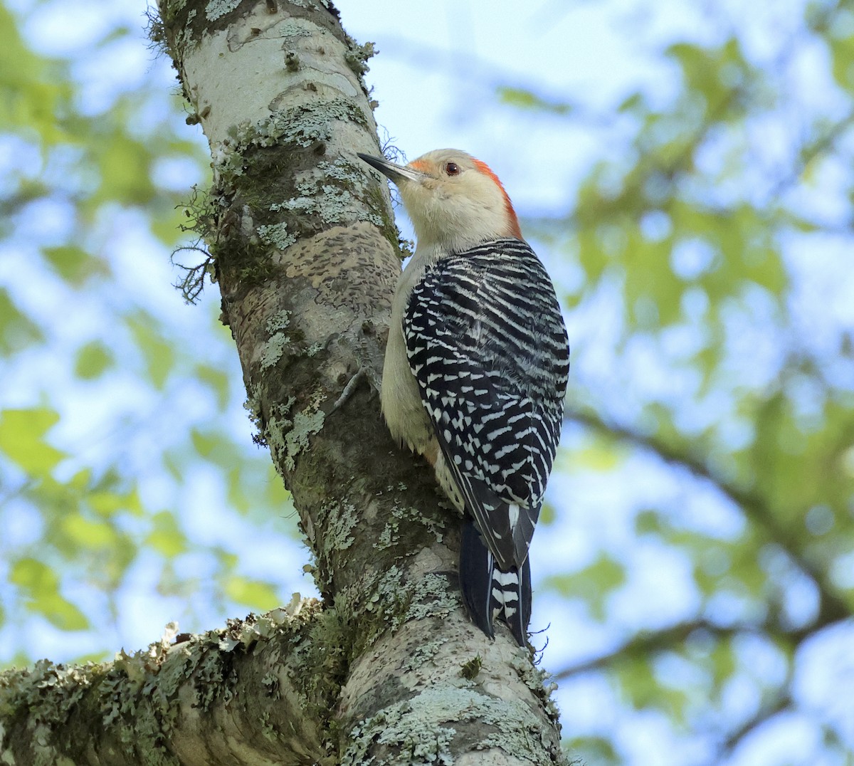 Red-bellied Woodpecker - ML545934751