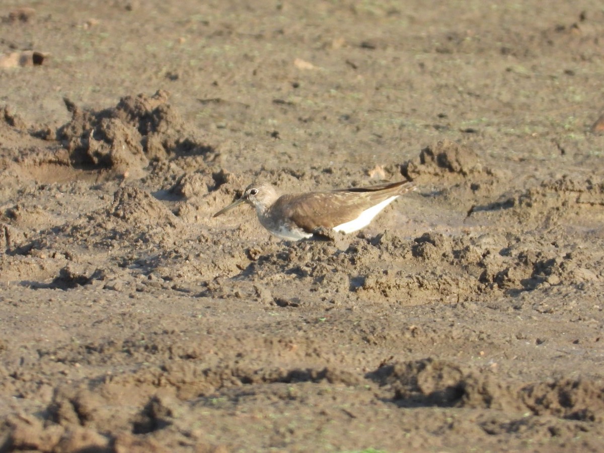 Green Sandpiper - ML545934801
