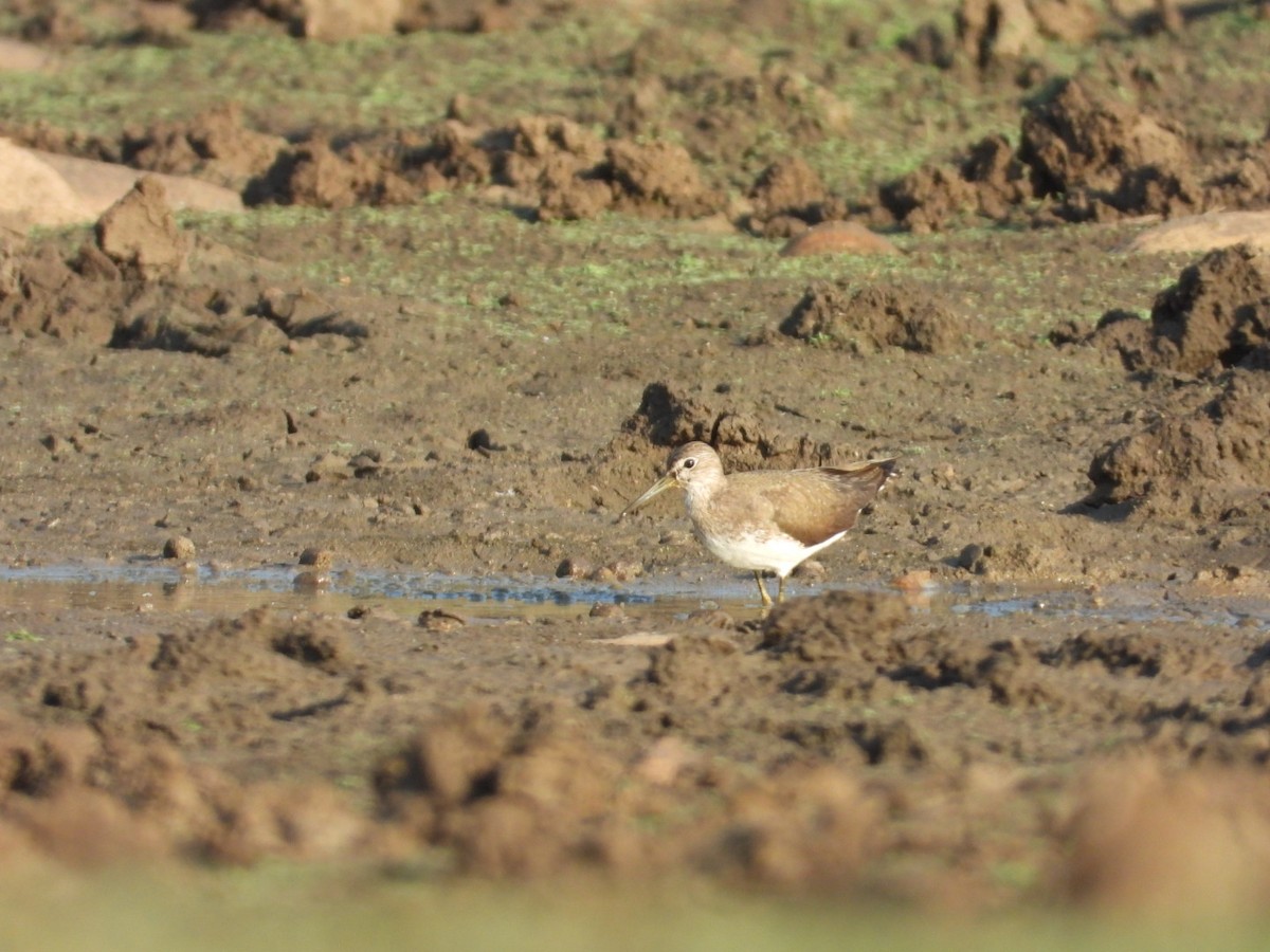 Green Sandpiper - ML545935101
