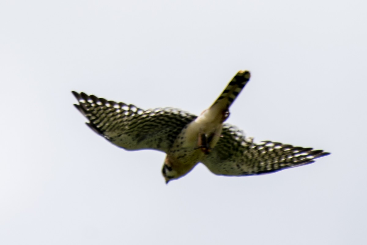 American Kestrel - ML545935261