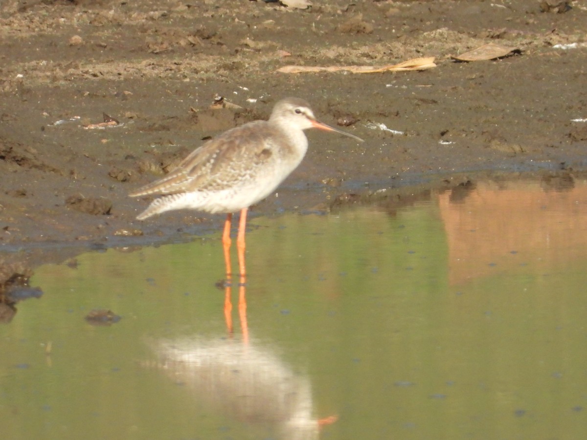 Spotted Redshank - ML545935331