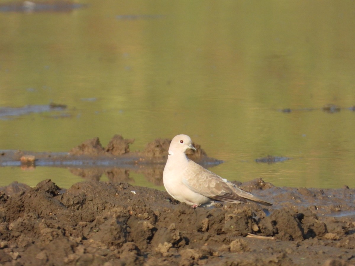 Eurasian Collared-Dove - ML545935491