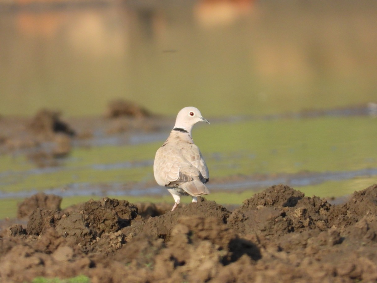 Eurasian Collared-Dove - ML545935501