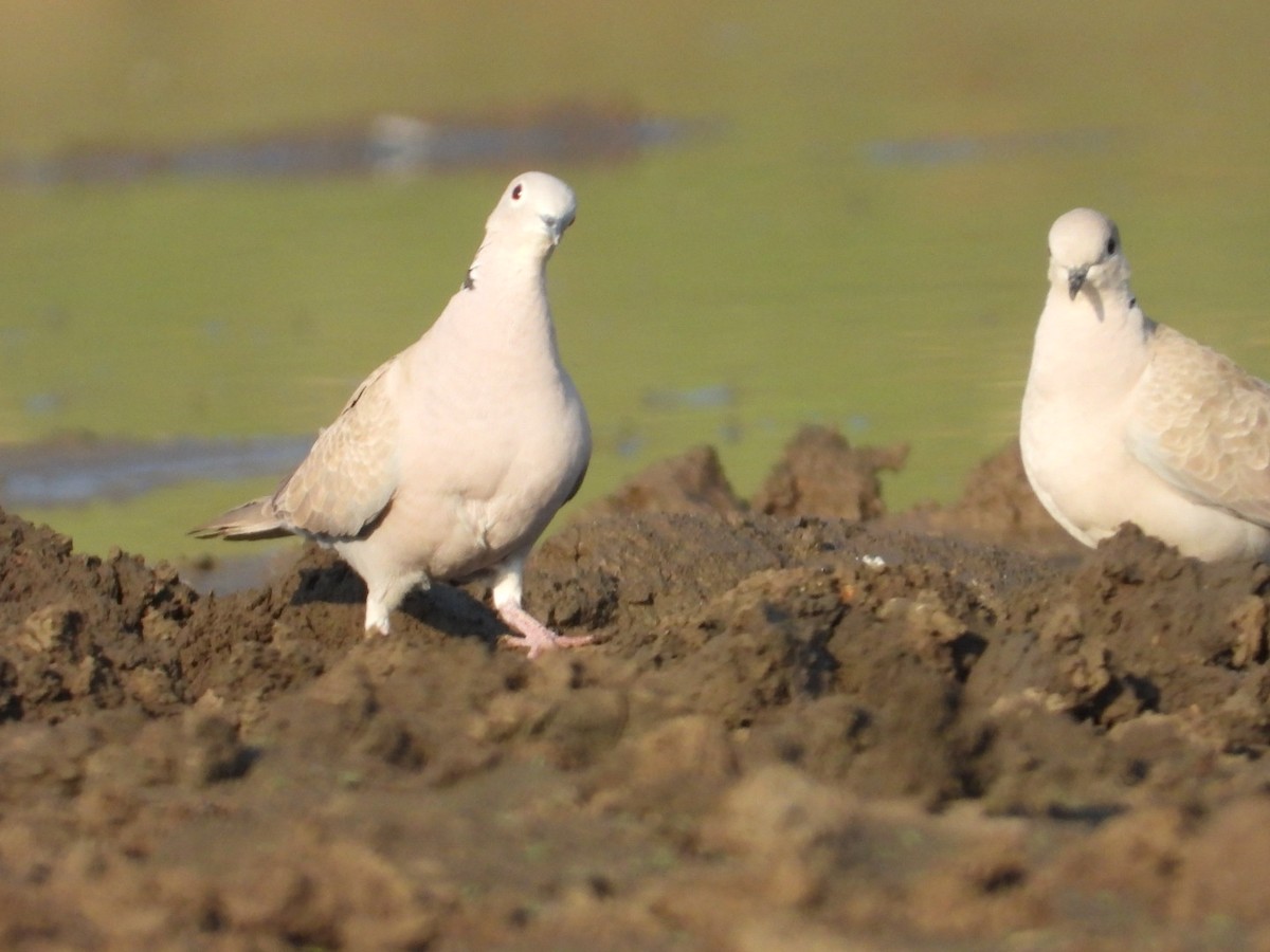 Eurasian Collared-Dove - ML545935691