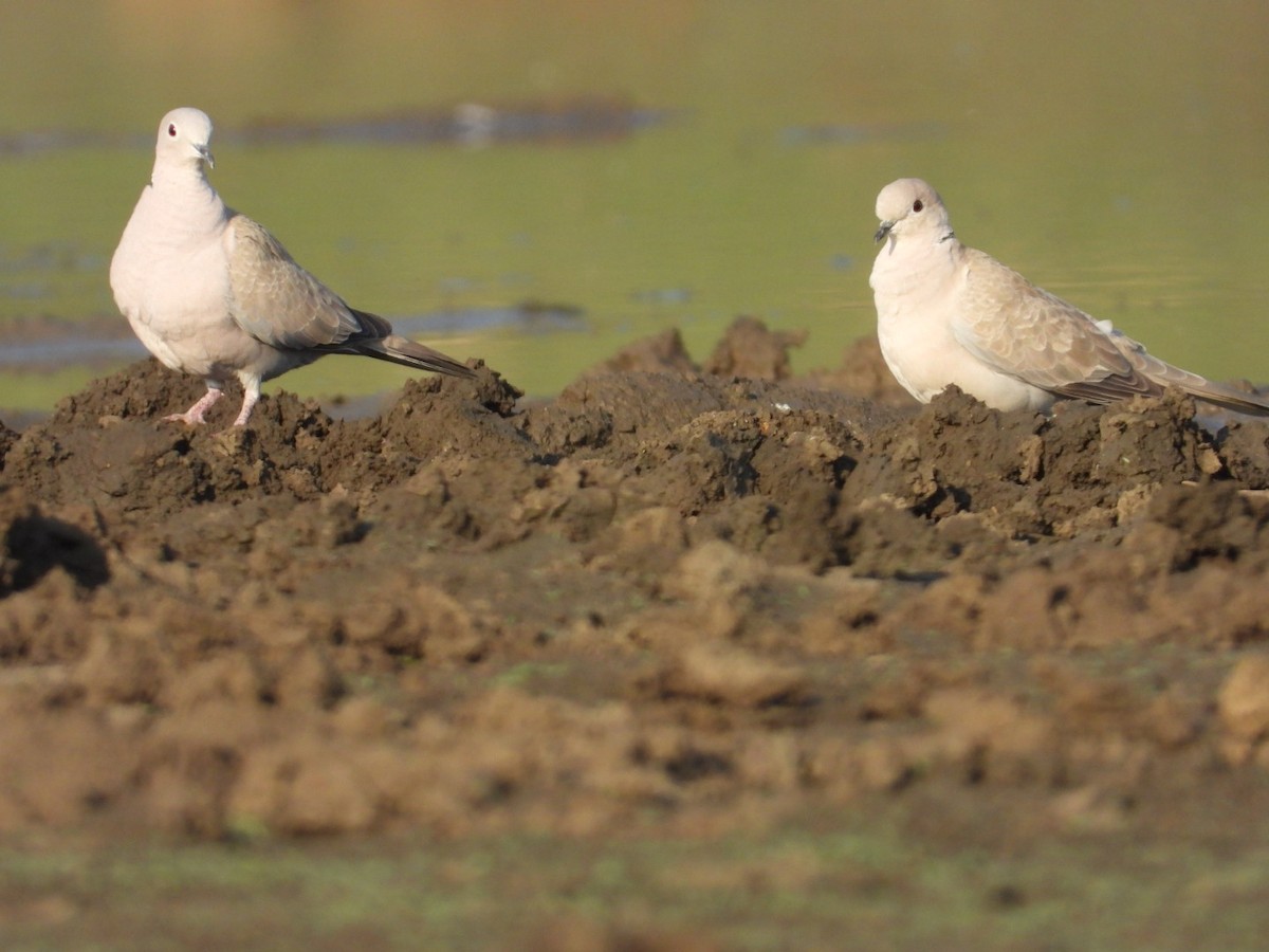 Eurasian Collared-Dove - ML545935751