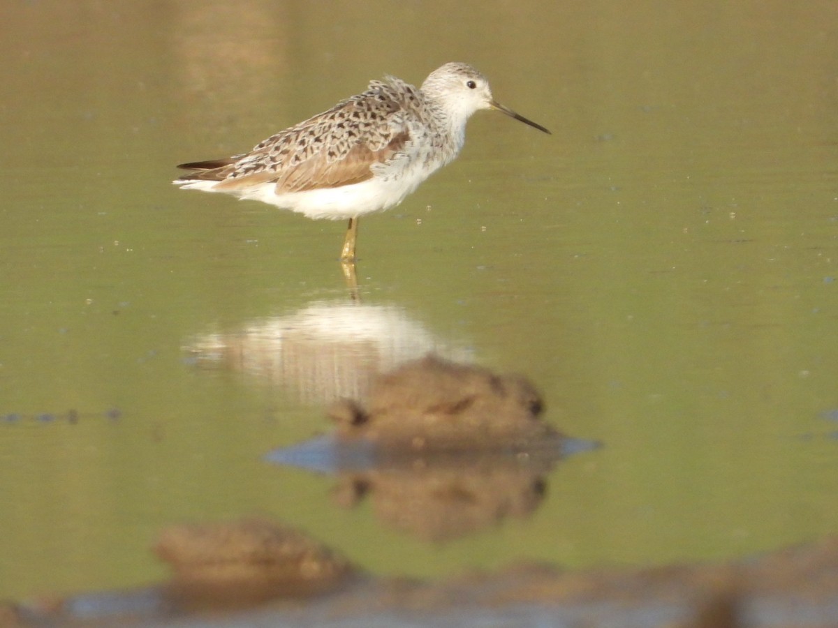 Marsh Sandpiper - ML545936141
