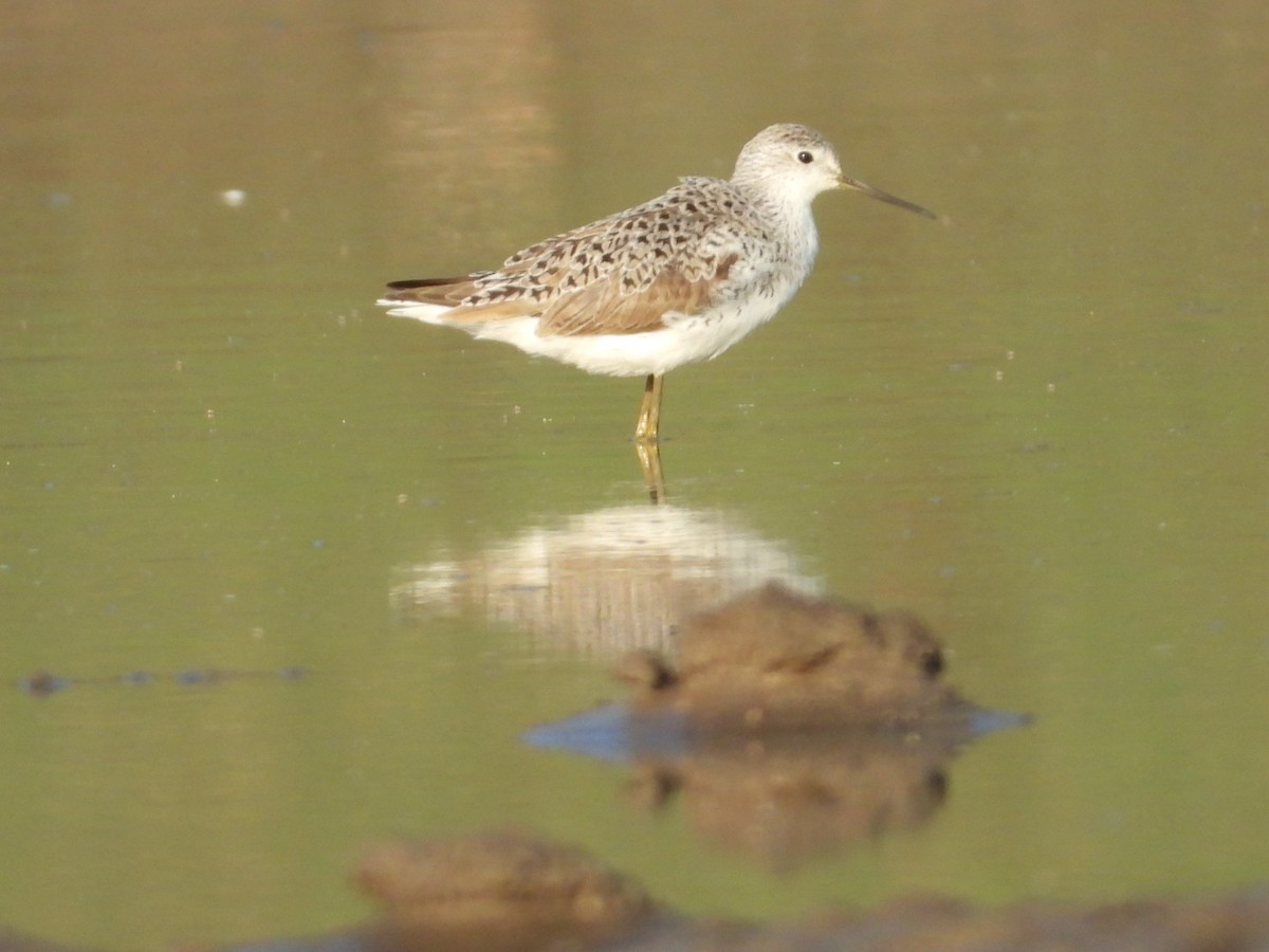 Marsh Sandpiper - ML545936151