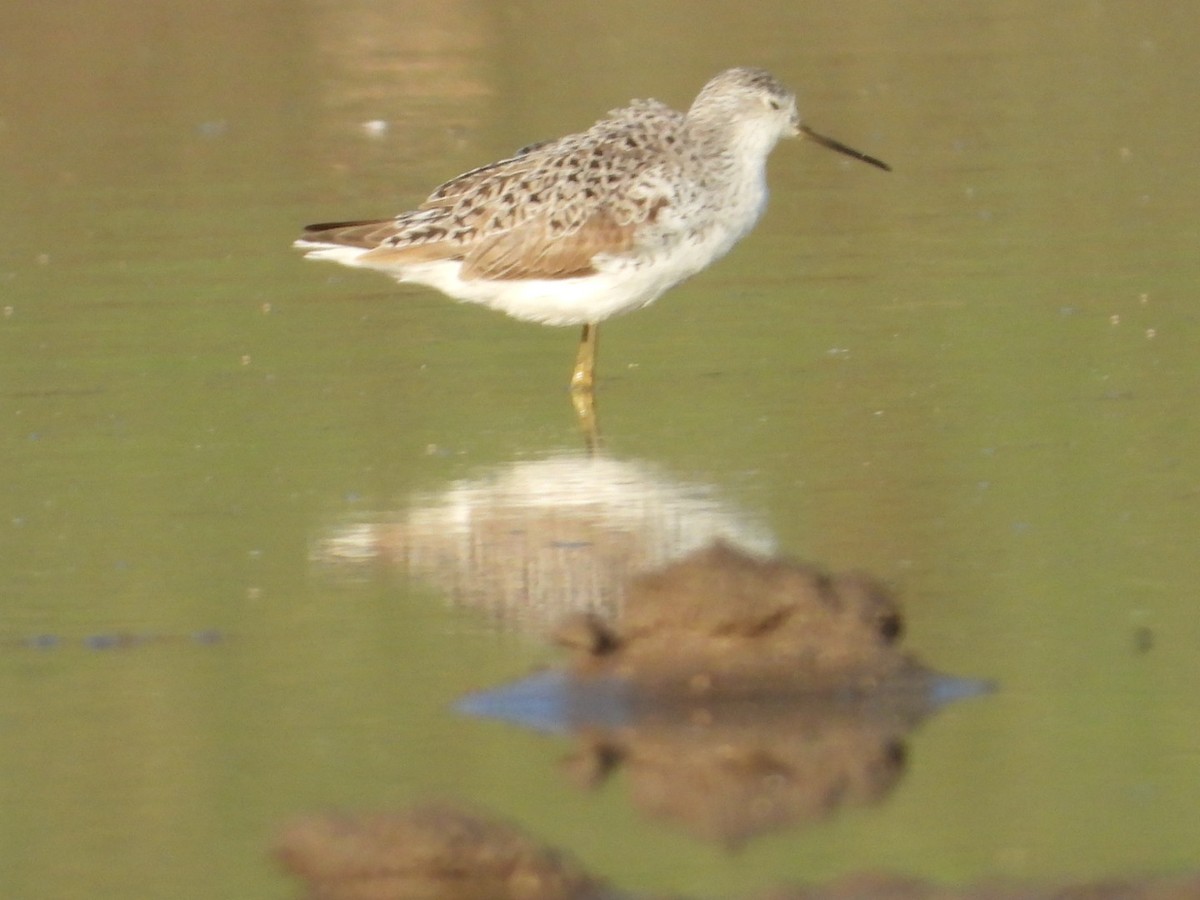 Marsh Sandpiper - ML545936161