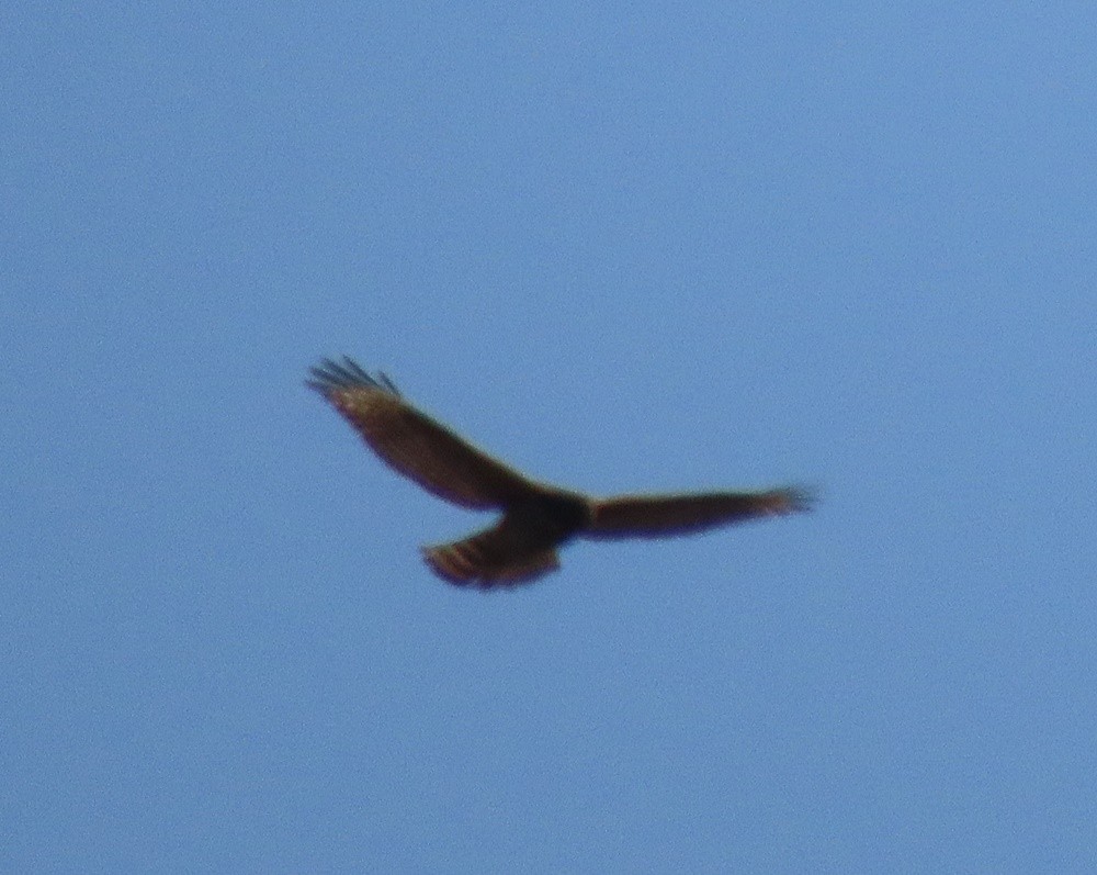 Red-shouldered Hawk - ML545936211