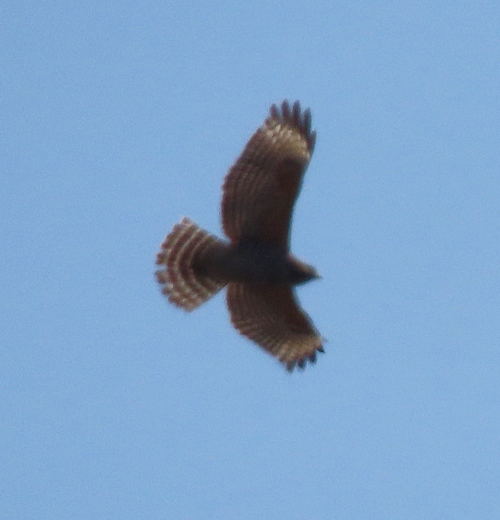 Red-shouldered Hawk - ML545936221