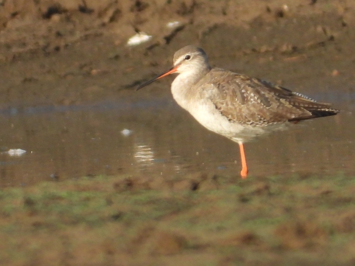 Spotted Redshank - ML545936891