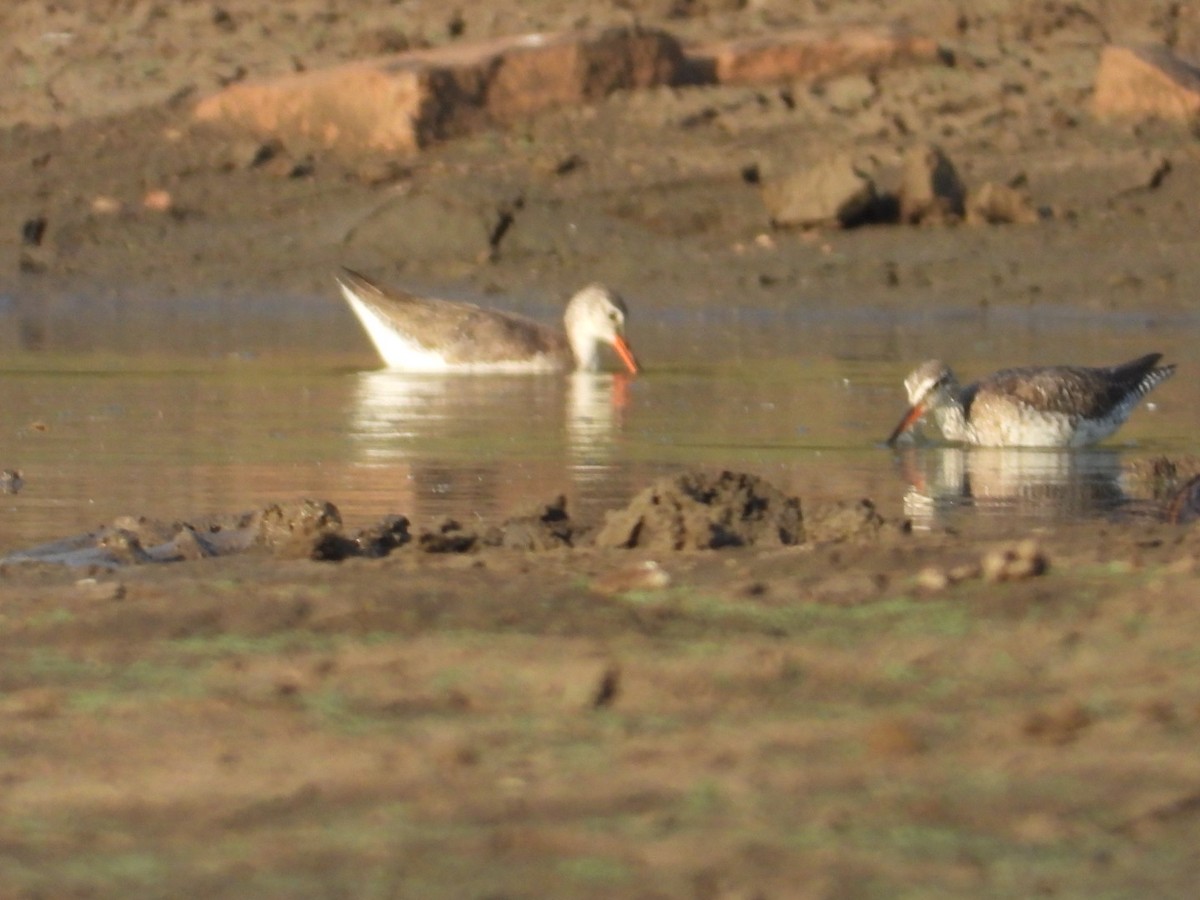 Spotted Redshank - ML545937051