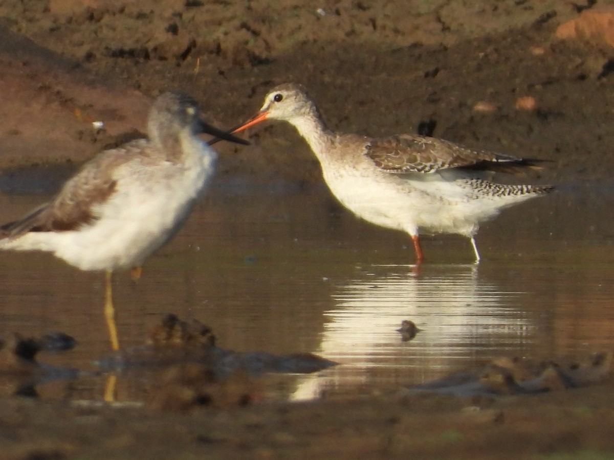 Spotted Redshank - ML545937291