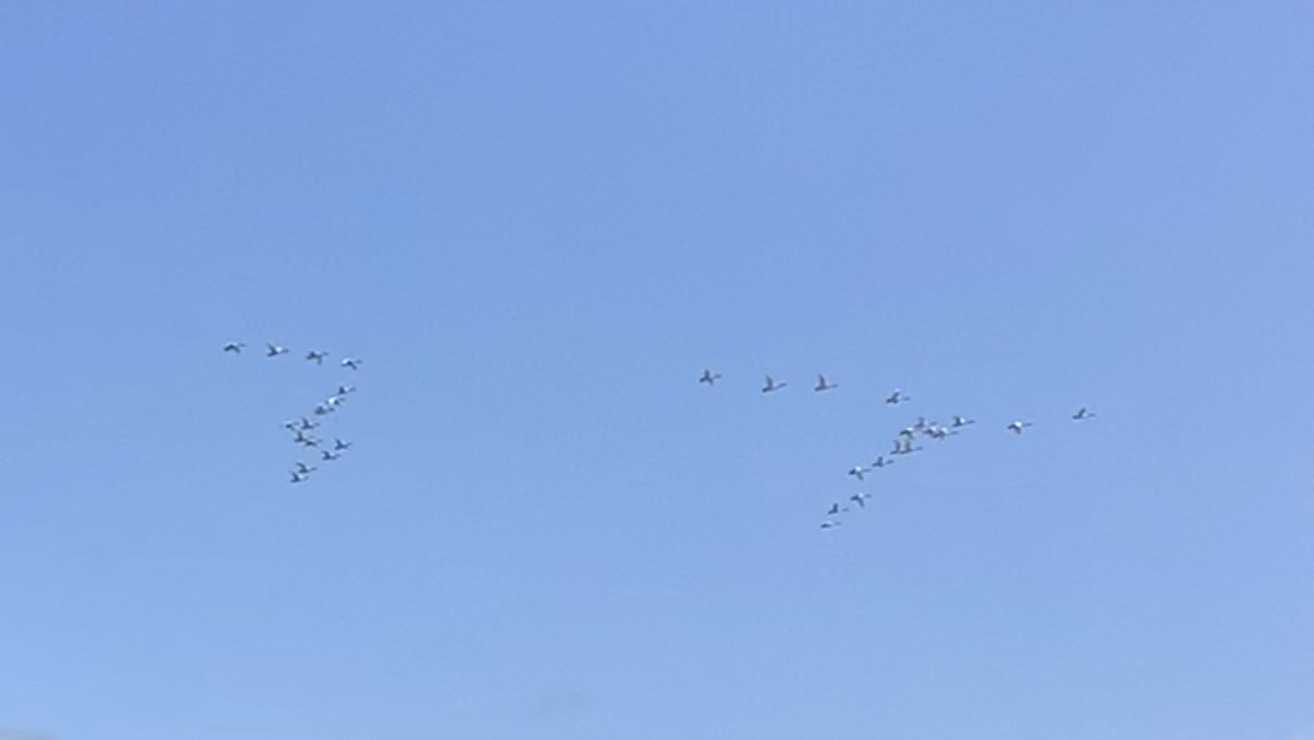 Trumpeter Swan - ML545937631