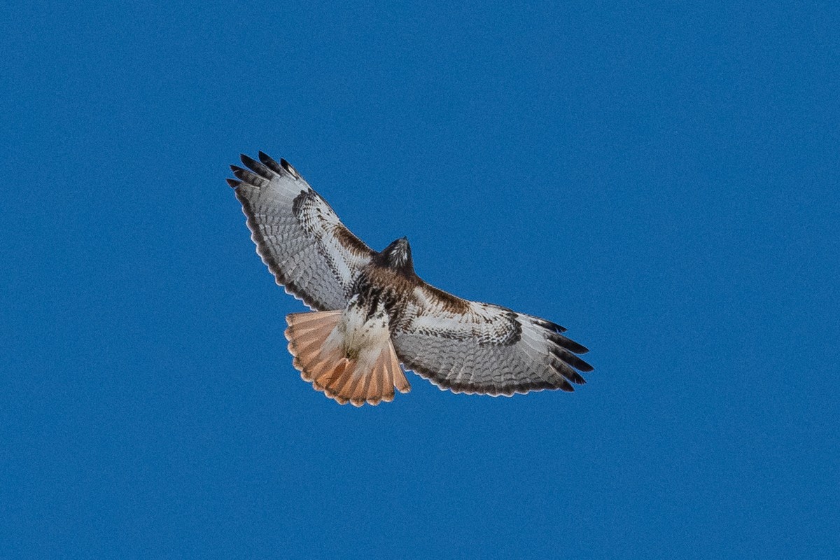 Red-tailed Hawk (abieticola) - Ryan Griffiths