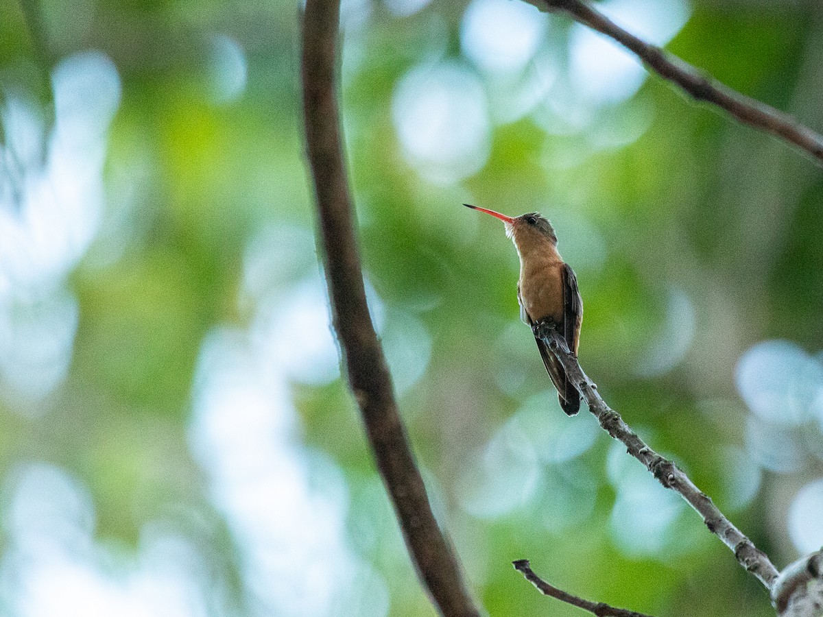 kolibřík ryšavý - ML545938091