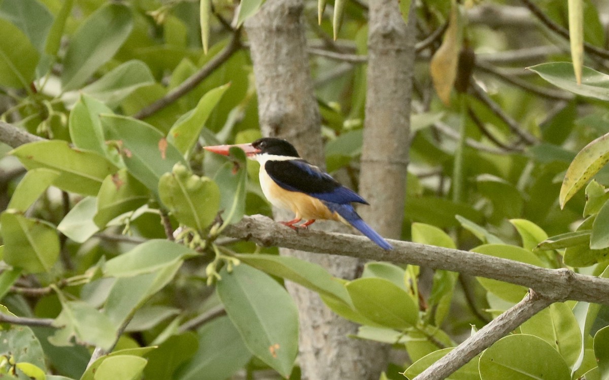 Black-capped Kingfisher - John Bruin