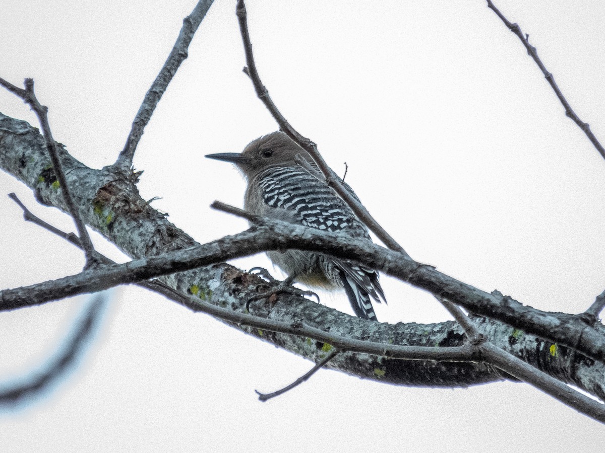 Gila Woodpecker - Aquiles Brinco