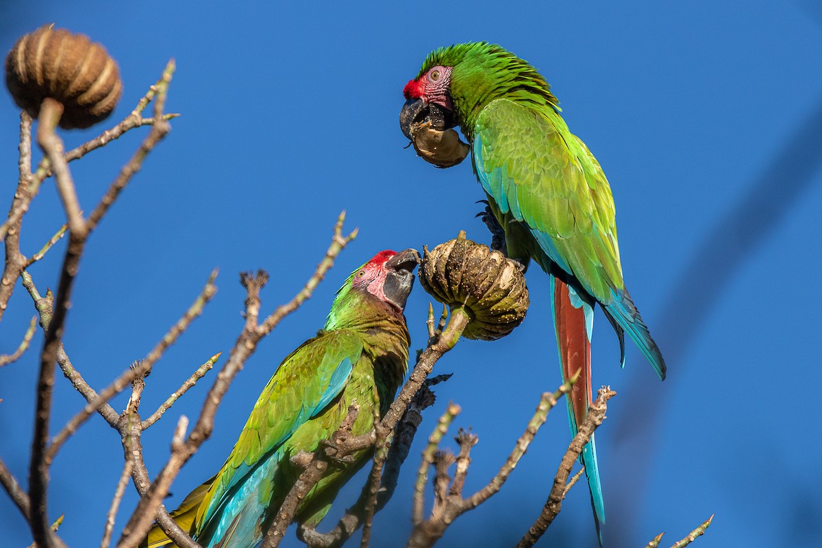 Military Macaw - Aquiles Brinco