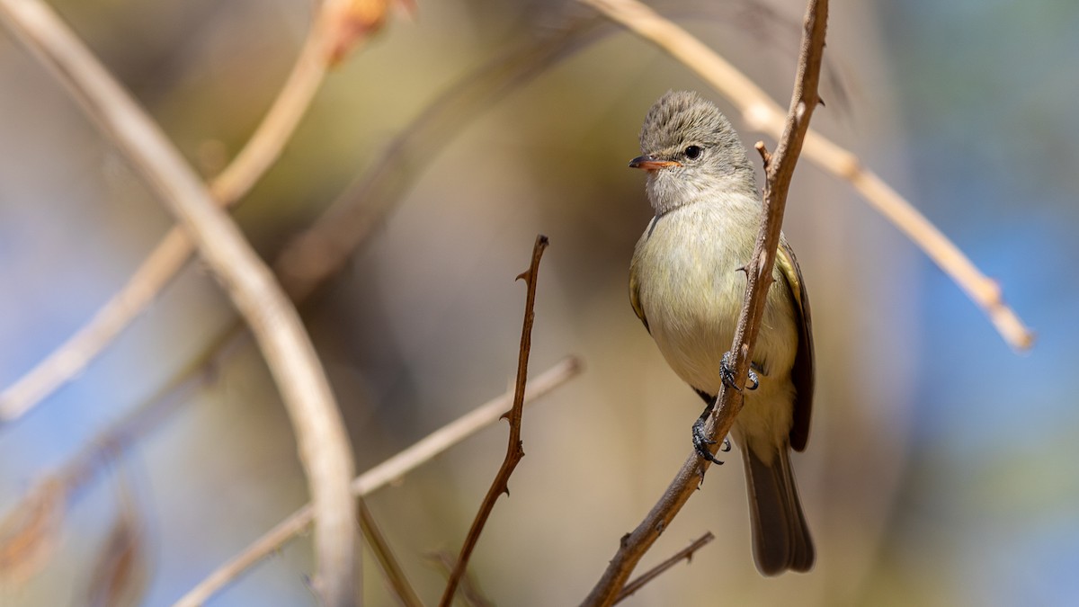 Northern Beardless-Tyrannulet - ML545938451