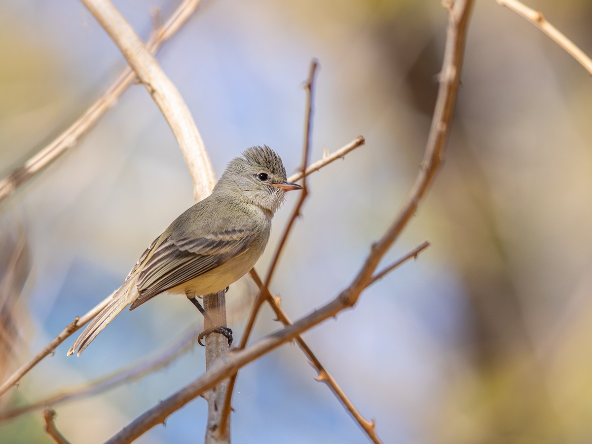 Northern Beardless-Tyrannulet - ML545938461