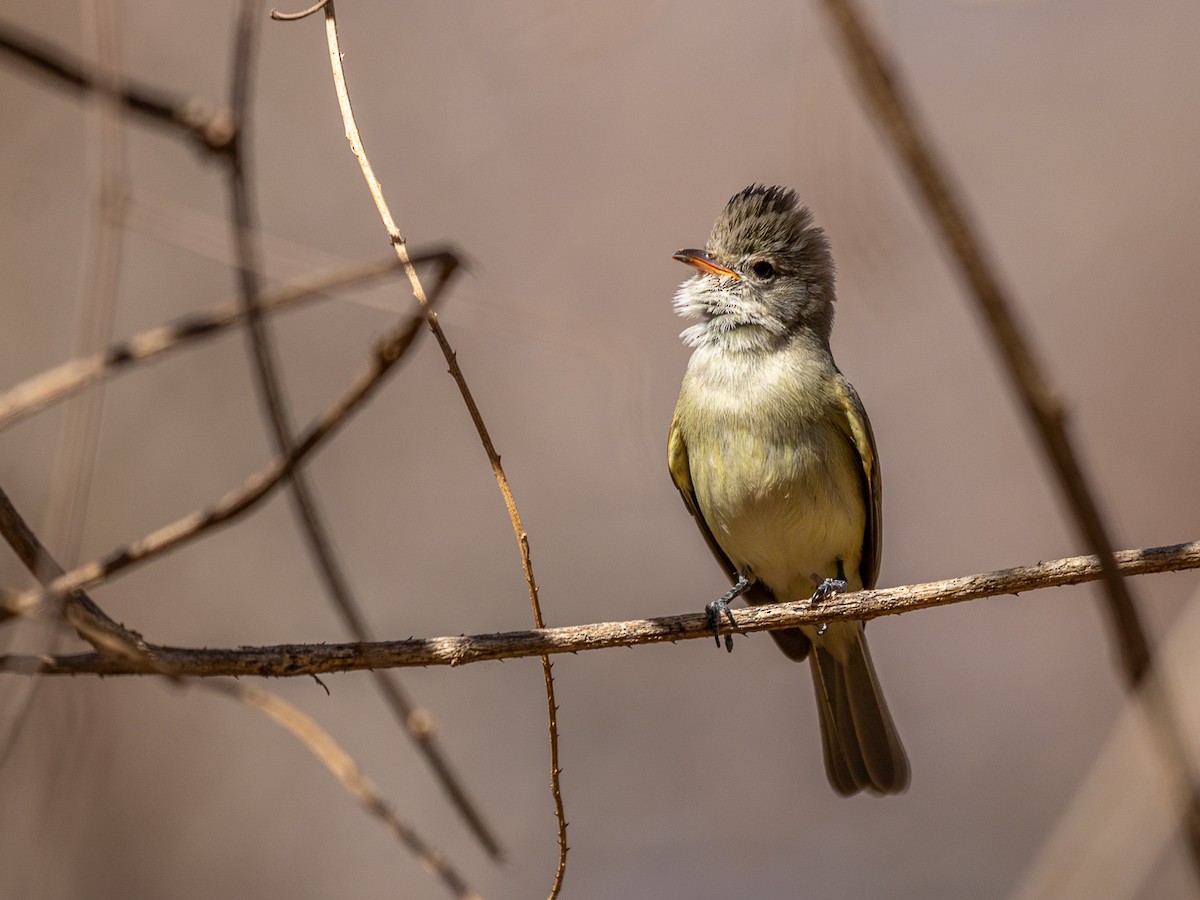 Northern Beardless-Tyrannulet - ML545938471