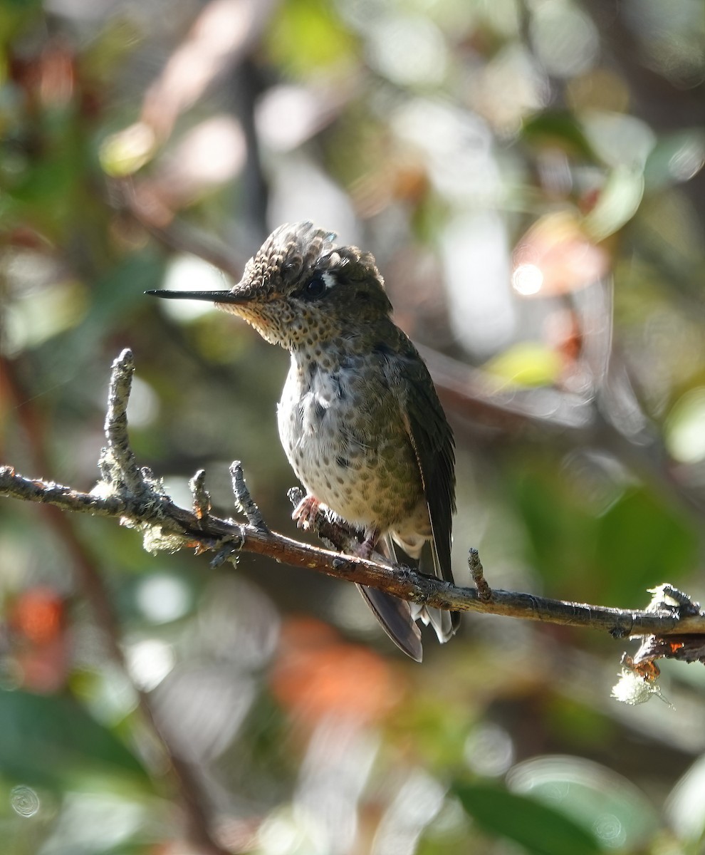 Green-backed Firecrown - ML545938891