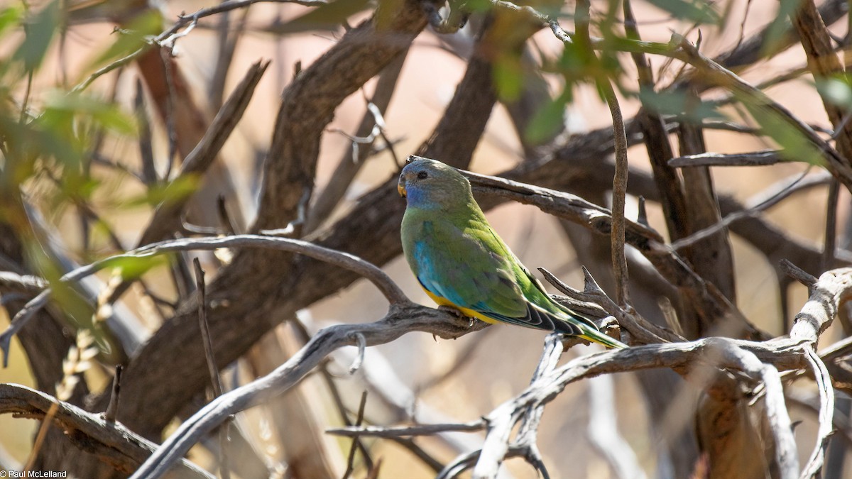 Scarlet-chested Parrot - ML545939361