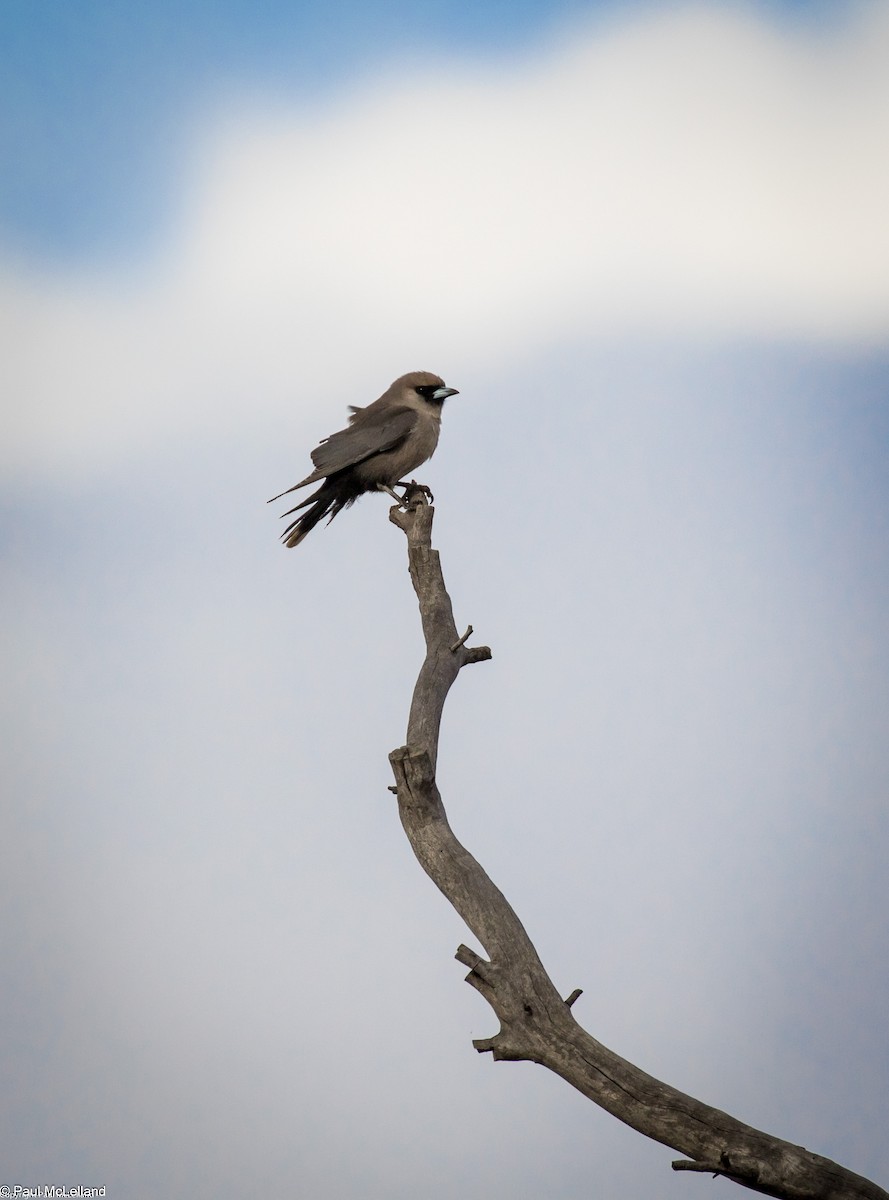 Black-faced Woodswallow (Black-vented) - ML545939461