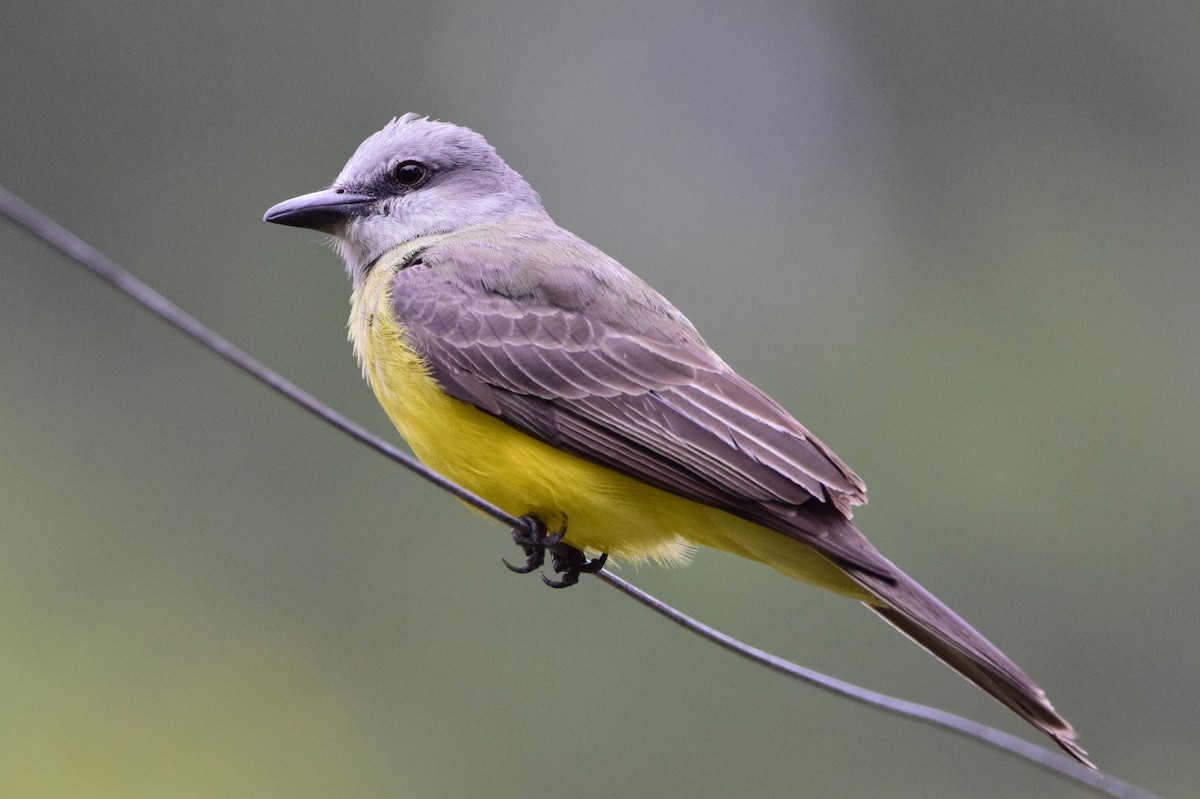 Tropical Kingbird - ML545939501