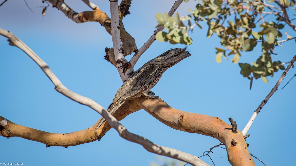 eBird Checklist - 23 Sep 2016 - Neale Junction Nature Reserve - 28 species