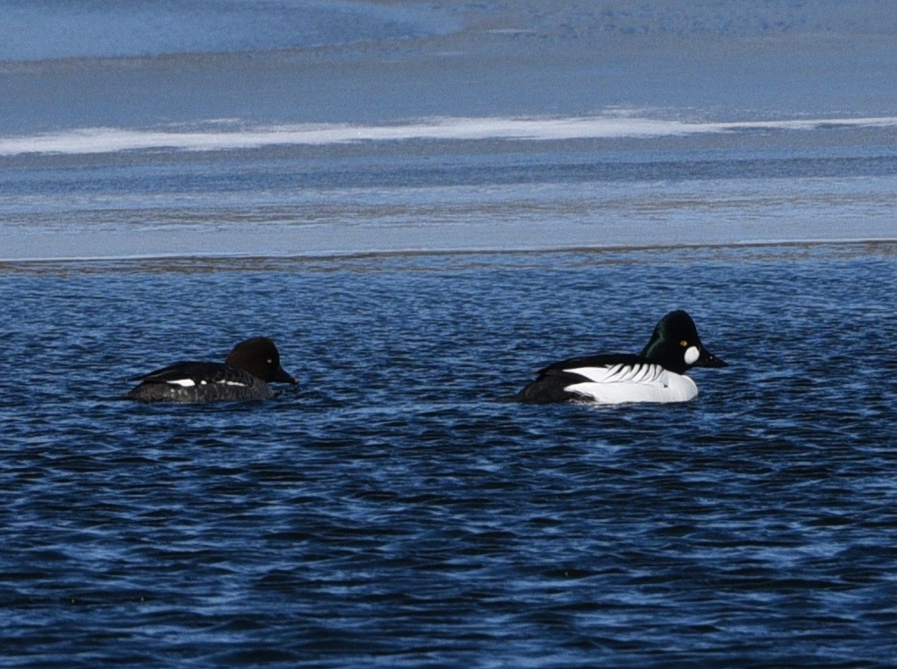 Common Goldeneye - ML545940101