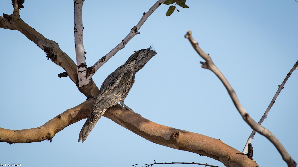 Tawny Frogmouth - ML545940111