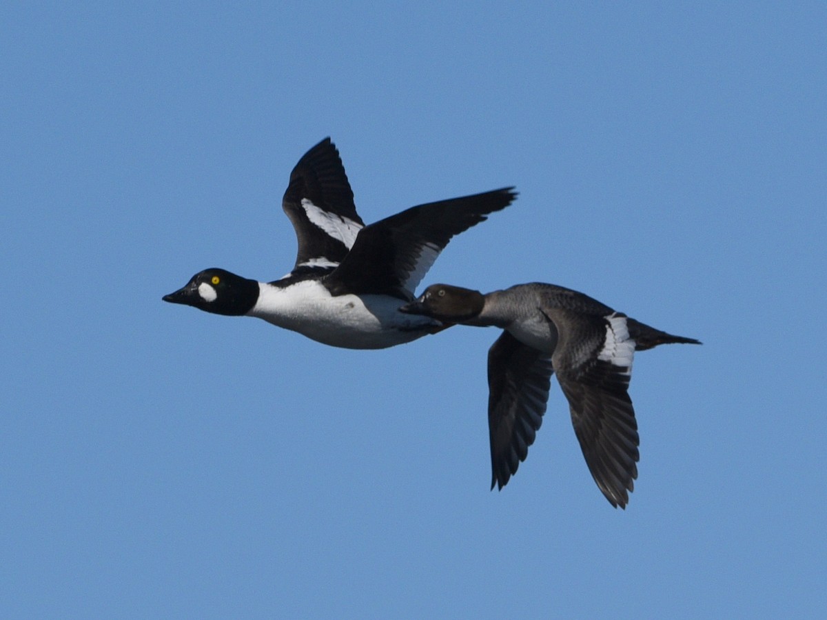 Common Goldeneye - ML545940451