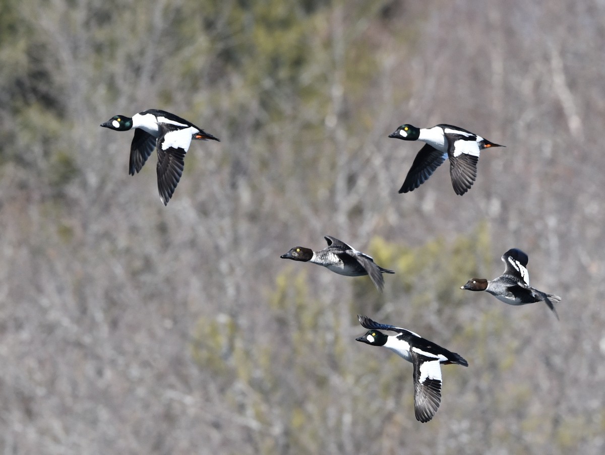 Common Goldeneye - ML545940501