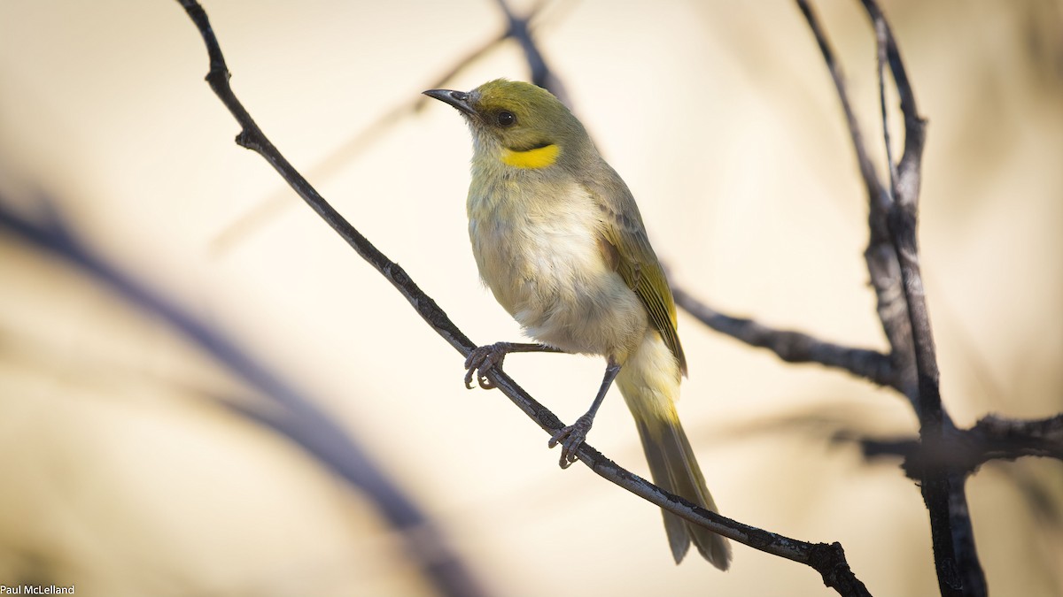 Gray-fronted Honeyeater - ML545943441