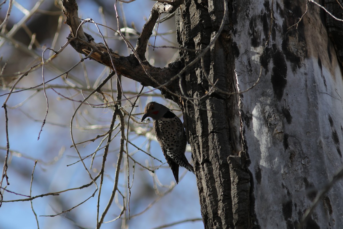 Northern Flicker (Red-shafted) - ML54594581