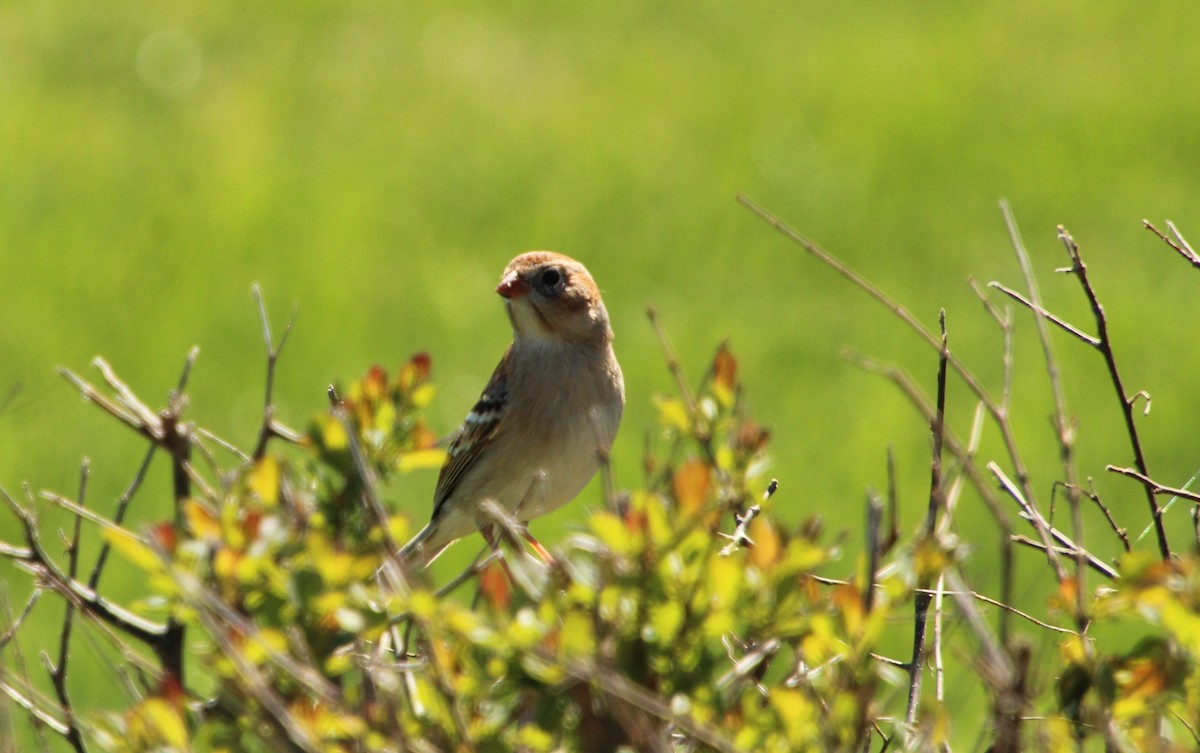 Field Sparrow - ML545945861