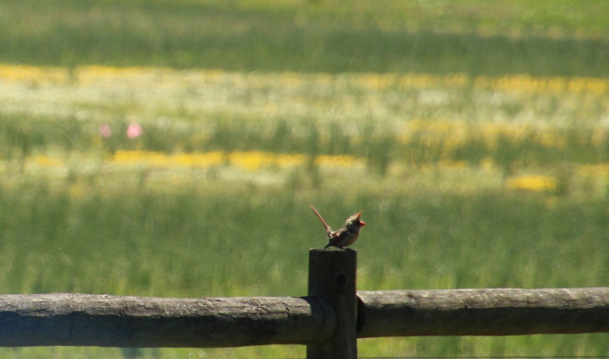 Northern Cardinal - ML545945971