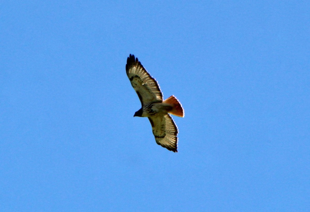 Red-tailed Hawk - ML545946081