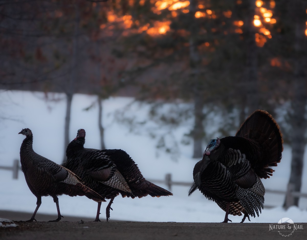 Wild Turkey - ML545946591