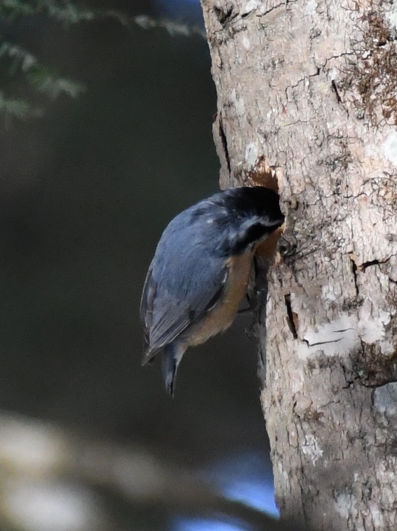 Red-breasted Nuthatch - Wendy Hill