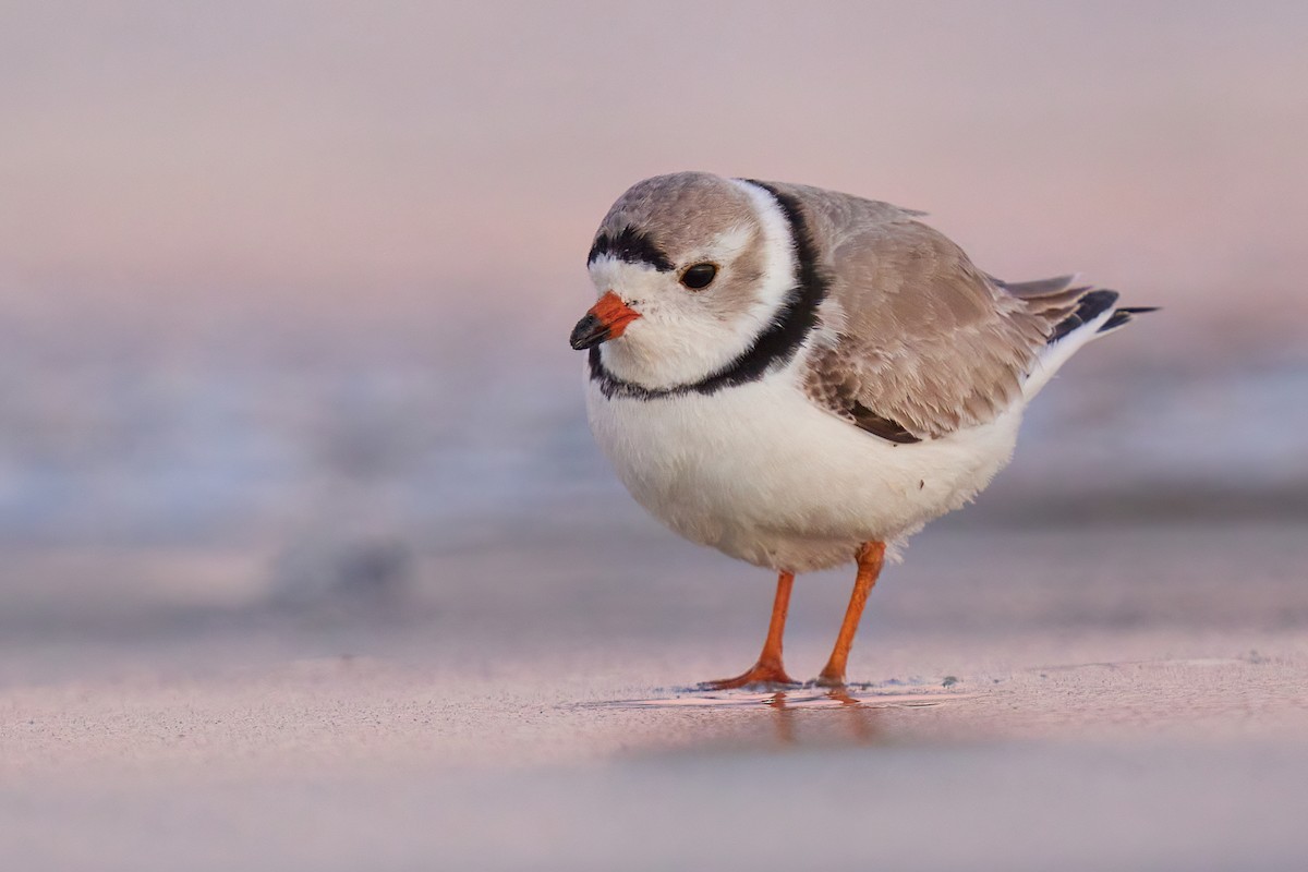 Piping Plover - Grigory Heaton