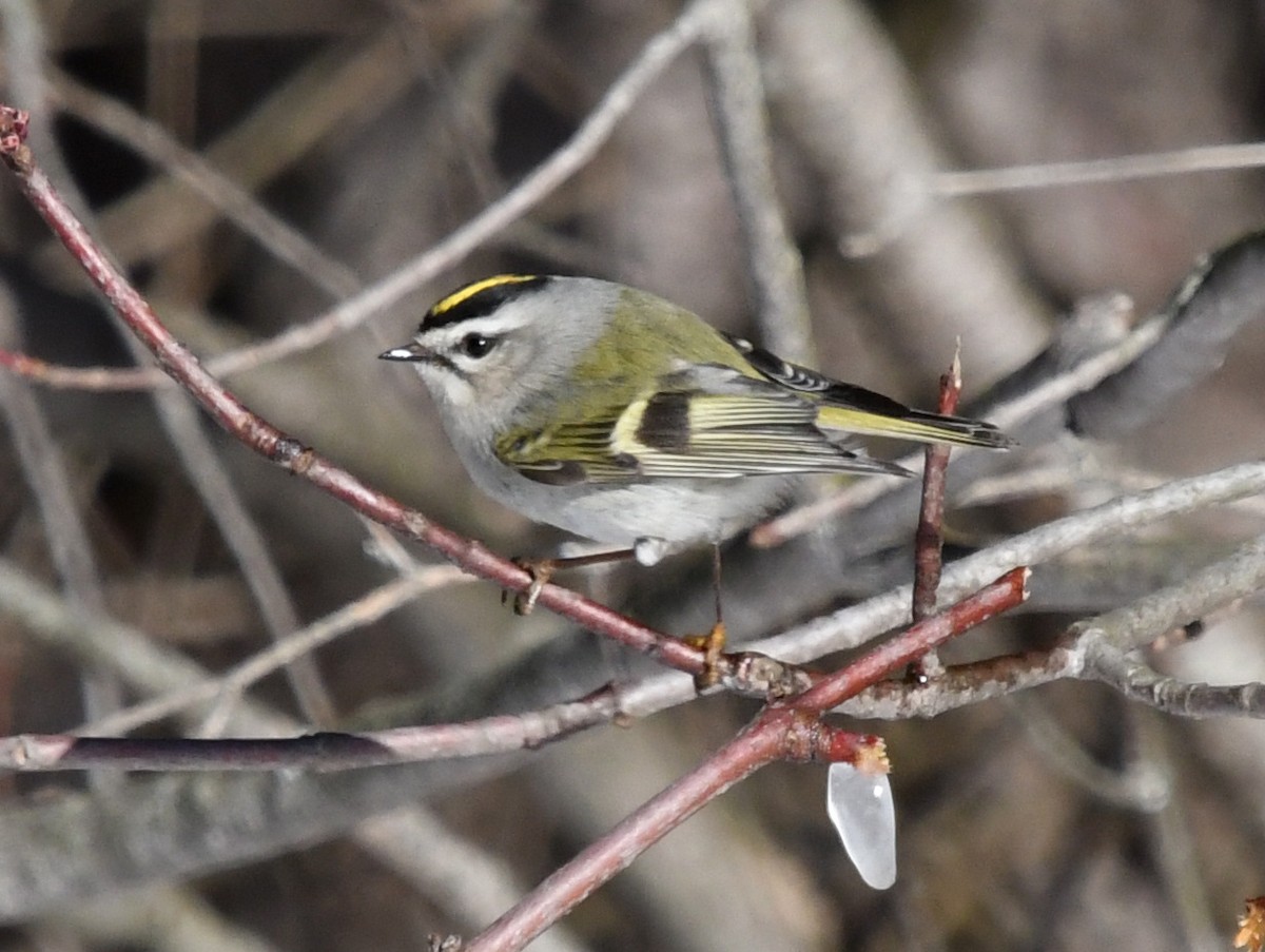 Roitelet à couronne dorée - ML545947551