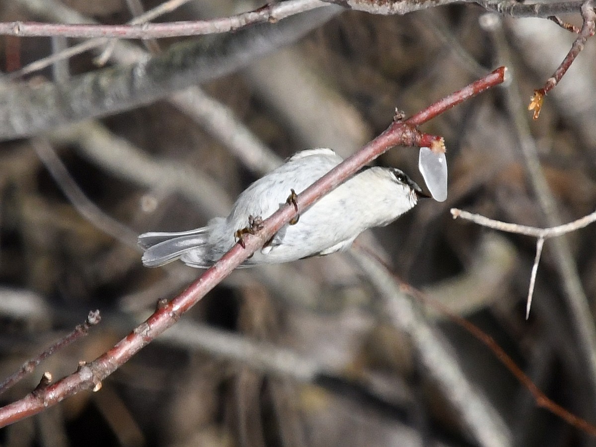 Golden-crowned Kinglet - ML545947771