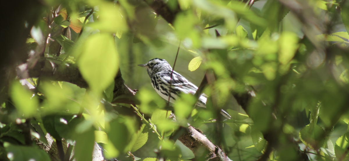 Black-and-white Warbler - ML545949861